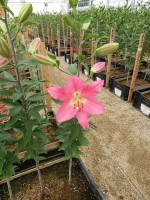 [4596 VZ W05 0250-01 Saloniki No01.JPG]